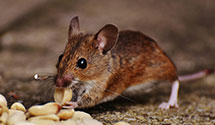 24 Hour & Emergency Exterminators in Little Birch, WV